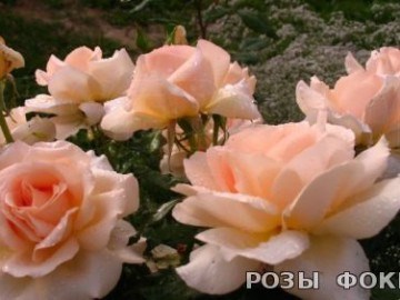 Чандос Бьюти Chandos Beauty 2629
