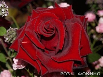 Черная Магия Black Magic 2631