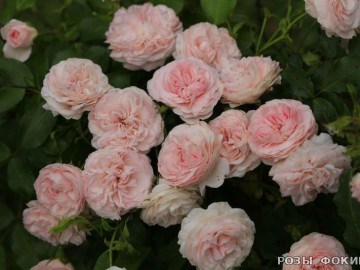 Ларисса Larissa 2675