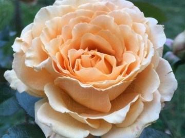 Марджори Маршал Marjorie Marshall 2684