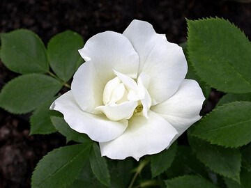 Морден Сноубьюти (Morden Snowbeauty) 2692