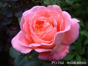Нотр Дам дю Розер Notre Dame du Rosaire 2695