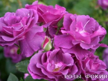 Рапсодия ин блу Rhapsody in Blue 2700