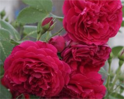 Тесс д'Эрбервиль Tess of the d'Urbervilles 2257