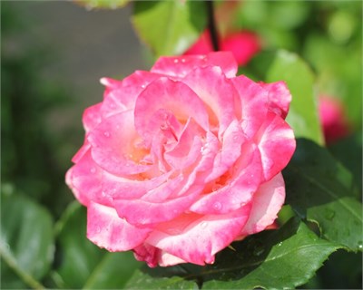 Ксения Xenia® 2440