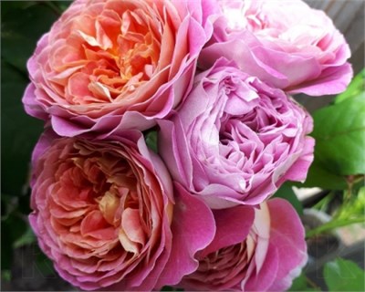 Сентенер де Лейле Centenaire de l'Haÿ-les-roses 2711