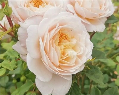 Крокус Роуз Crocus Rose 2240