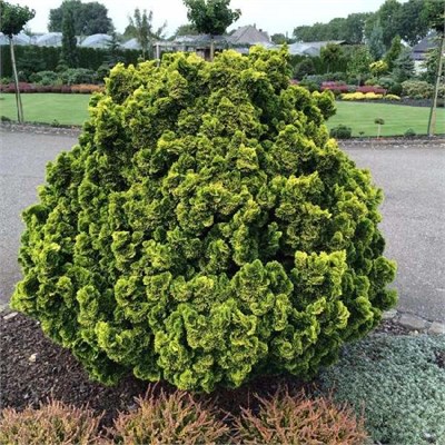 Аврора (Chamaecyparis obtusa Aurora) 2797