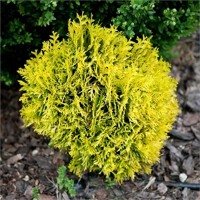 Амбер Глоу (Thuja occidentalis Amber Glow) 2822
