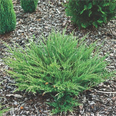 Андорра Компакт (Juniperus horizontalis Andorra Compact) 2829