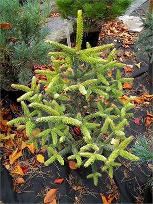 Ауреа (Abies pinsapo Aurea) 2850