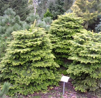Барабитс Компакт (Abies nordmanniana Barabits Compact) 2860