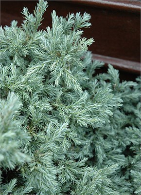 Бейби Блю (Chamaecyparis pisifera Baby Blue) 2862