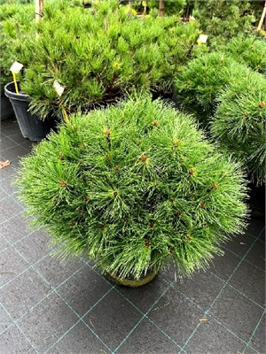 Бенелюкс (Pinus nigra Benelux) 2871
