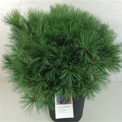 Бергманс Мини (Pinus strobus Bergman's Mini) 2874