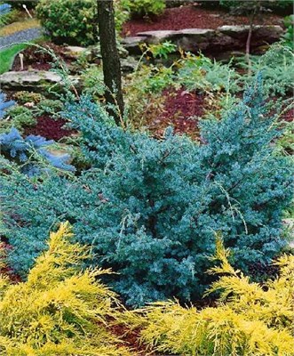Блю Альпс (Juniperus chinensis Blue Alps) 2900