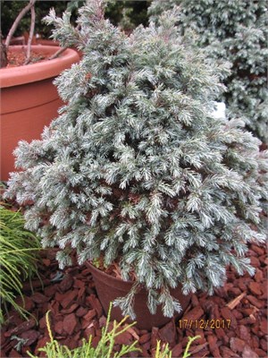 Блю Планет (Chamaecyparis pisifera Blue Planet) 2915