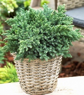 Блю Спайдер (Juniperus squamata Blue Spider) 2916