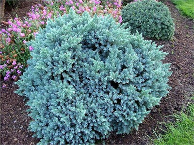 Блю Стар (Juniperus squamata Blue Star) 2917