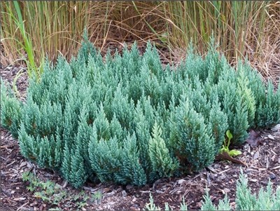 Блю Форест (Juniperus sabina Blue Forest) 2923
