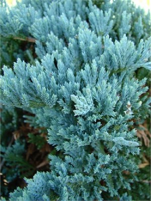 Блю Чип (Juniperus horizontalis Blue Chip) 2924