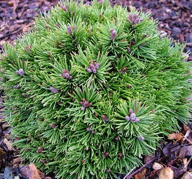 Божий Дар (Pinus mugo Bozi Dar) 2946