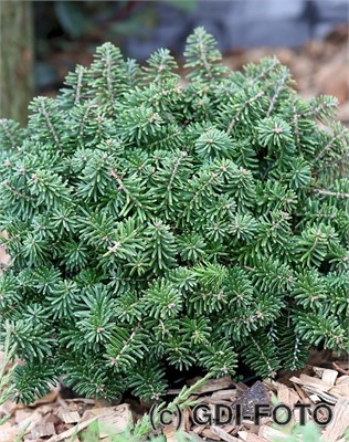 Бриллиант (Abies koreana Brilliant) 2959