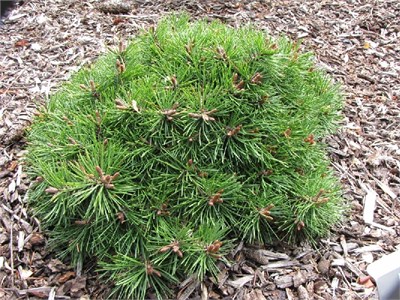 Вальх (Pinus mugo Walch) 2970
