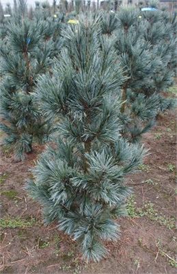 Вандервольфс Пирамид (Pinus flexilis Vanderwolf's Pyramid) 2972