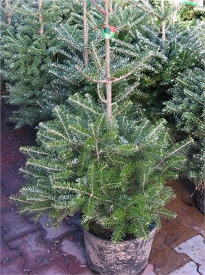видовая норма (Abies koreana) 2997