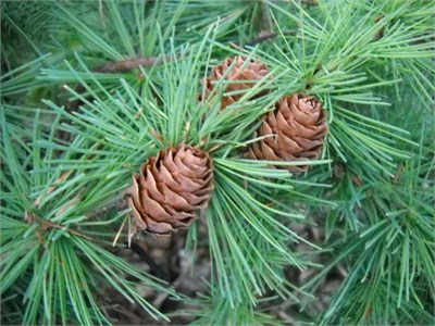 видовая норма (Larix kaempferi) 3011