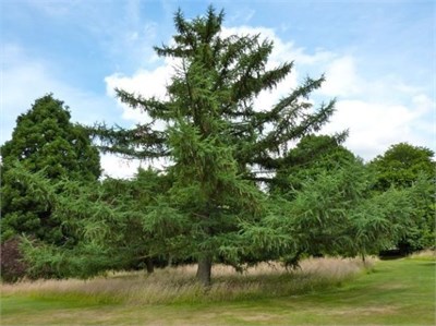 видовая норма (Larix marschlinsii) 3012