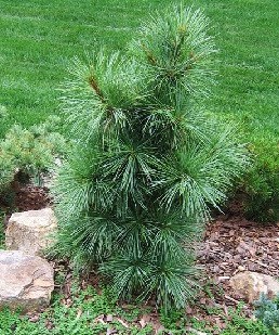 видовая норма (Pinus wallichiana) 3026