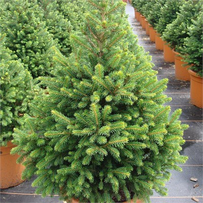 Виллс Цверг (Picea abies Will's Zwerg) 3033