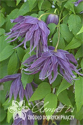 Виолет Сюрпрайз (Clematis atragene Violet Surprise) 3048