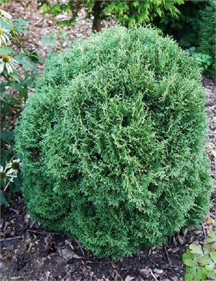 Вотерфилд (Thuja occidentalis Waterfield) 3067