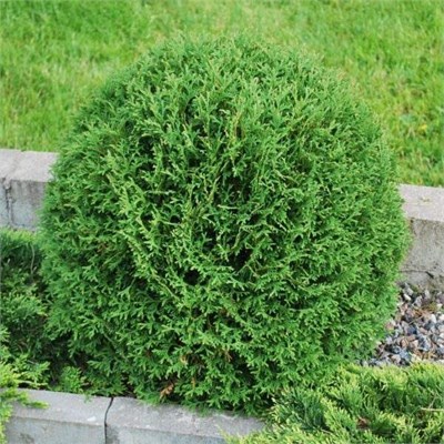 Вудварди (Thuja occidentalis Woodwardii) 3068