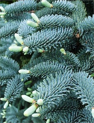 Глаука (Abies pinsapo Glauca) 3084