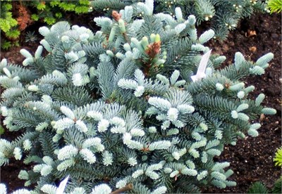 Глаука (Abies procera Glauca) 3085