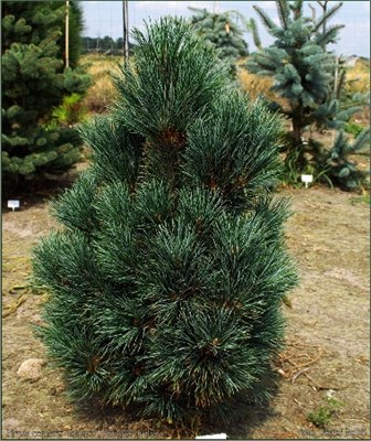 Глаука (Pinus cembra Glauca) 3090