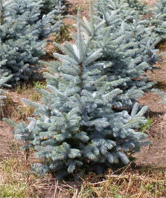Глаука Супер Блю Сидлинг (Picea pungens Glauca Super Blue Seedling) 3108