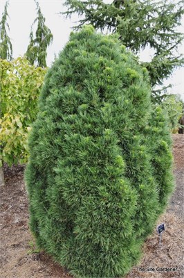 Глобоза Виридис (Pinus sylvestris Globosa Viridis) 3112