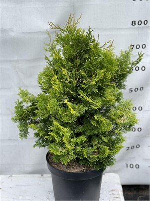 Голд Пост (Chamaecyparis obtusa Gold Post) 3118