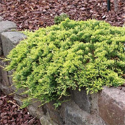 Голден Карпет (Juniperus horizontalis Golden Carpet) 3129