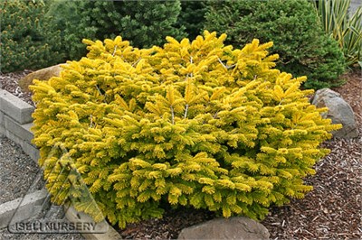 Голден Спредер (Abies nordmanniana Golden Spreader) 3139
