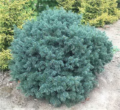 Грин Глоуб (Abies lasiocarpa Green Globe) 3180