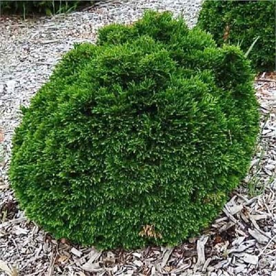 Грин Глоуб (Chamaecyparis lawsoniana Green Globe) 3181