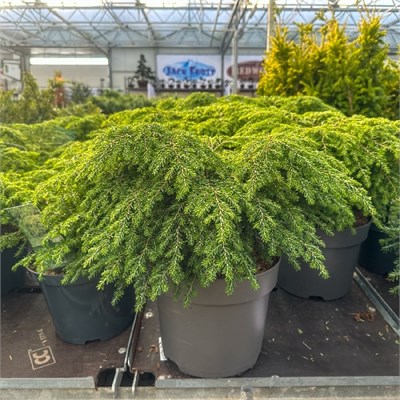 Грин Глоуб (Tsuga canadensis Green Globe) 3182