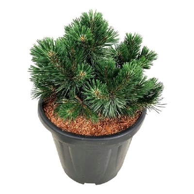 Грин Перл (Pinus mugo Green Pearl) 3188