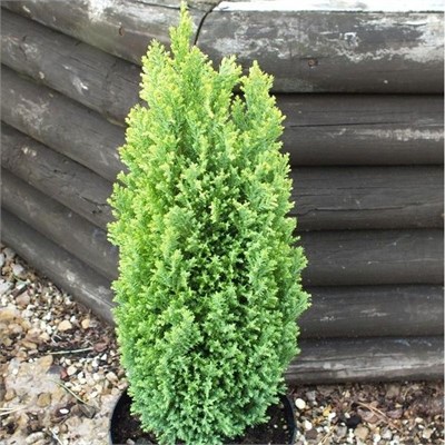Грин Пиллар (Chamaecyparis lawsoniana Green Pillar) 3189